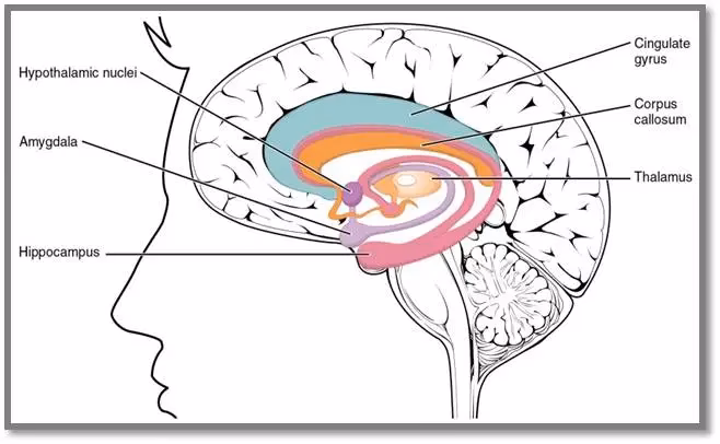 What is the neurology of conflict?