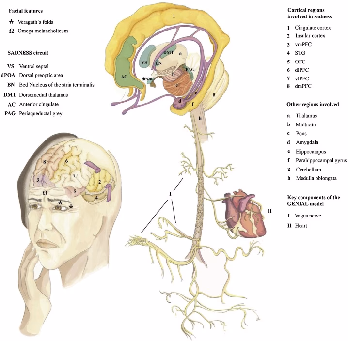 What is the neurology behind crying?