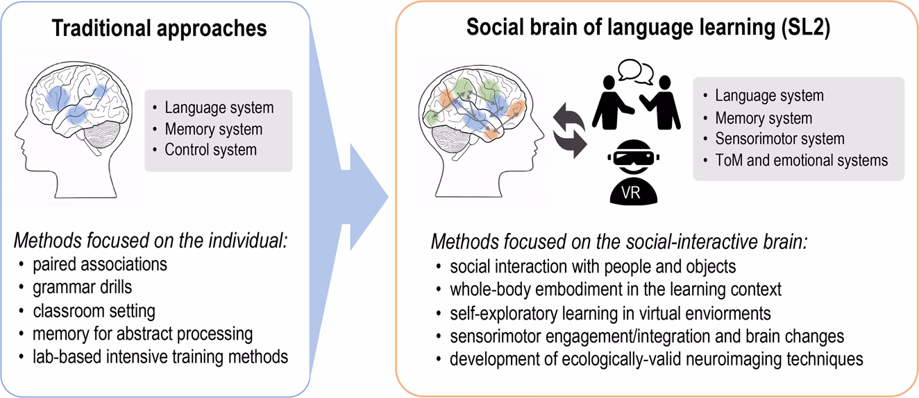 What happens to the brain when you learn a second language?