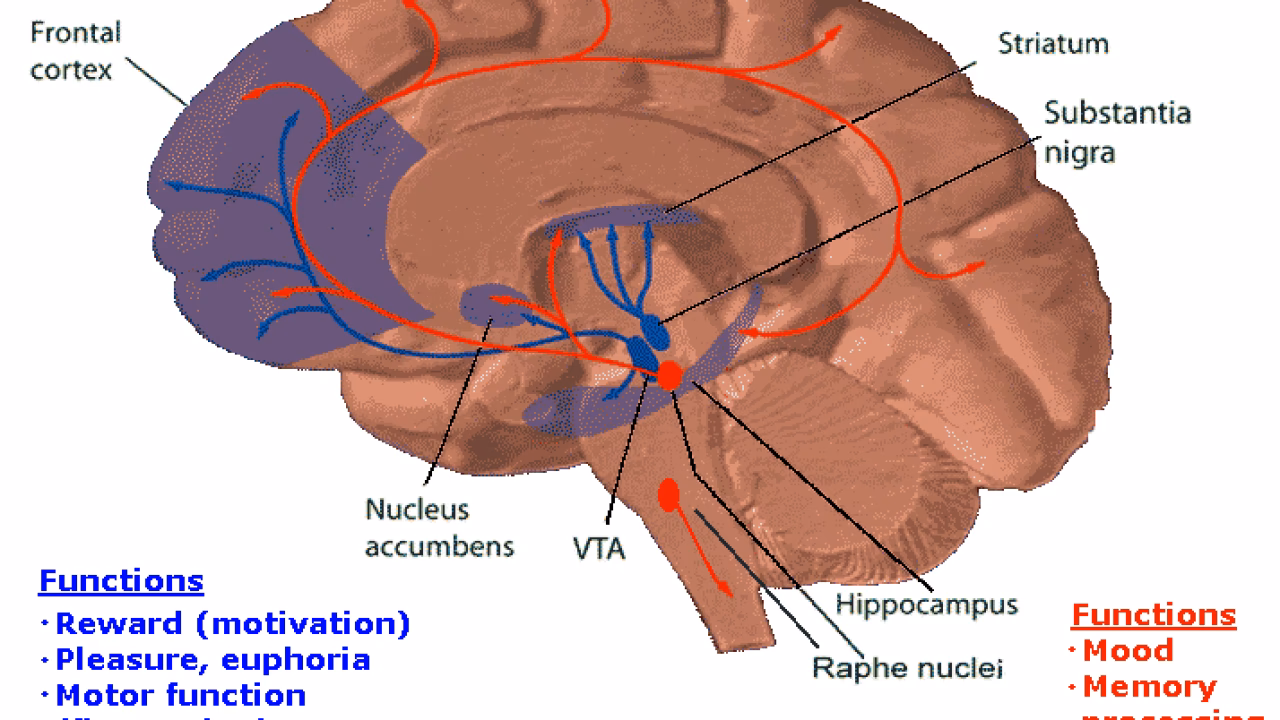 What in the brain is responsible for pleasure?