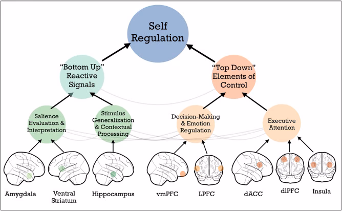 What are the 4 stages of self-regulation?