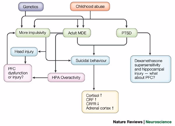 What is the neuroscience behind suicidal ideation?