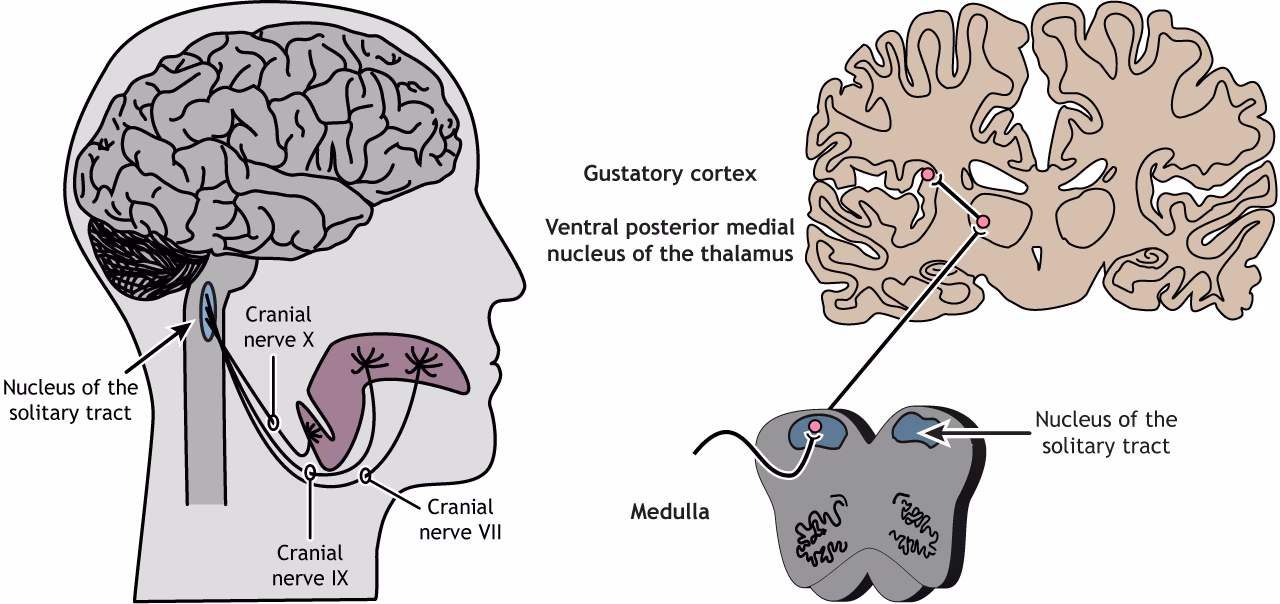 What is the taste pathway in neuroscience?