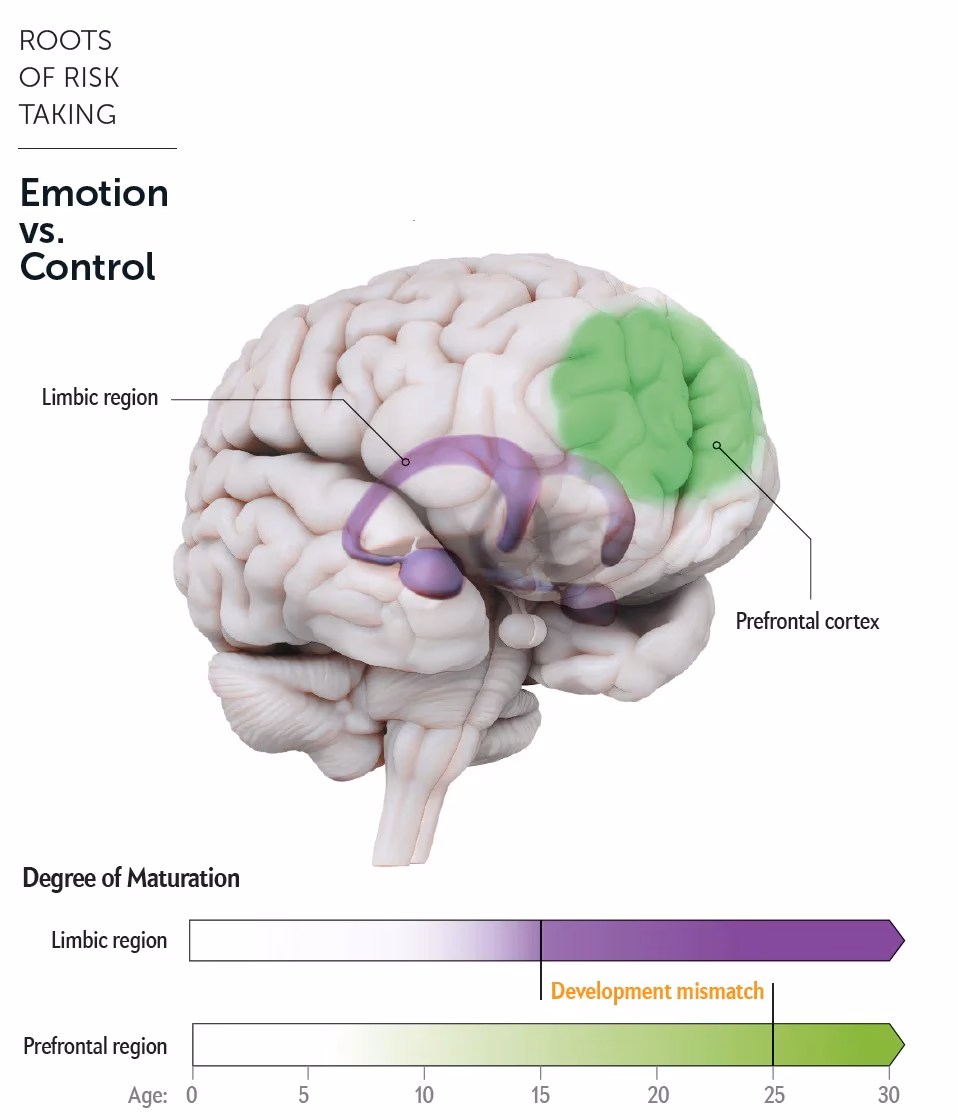 What are three major changes occurring in the brain during adolescence?