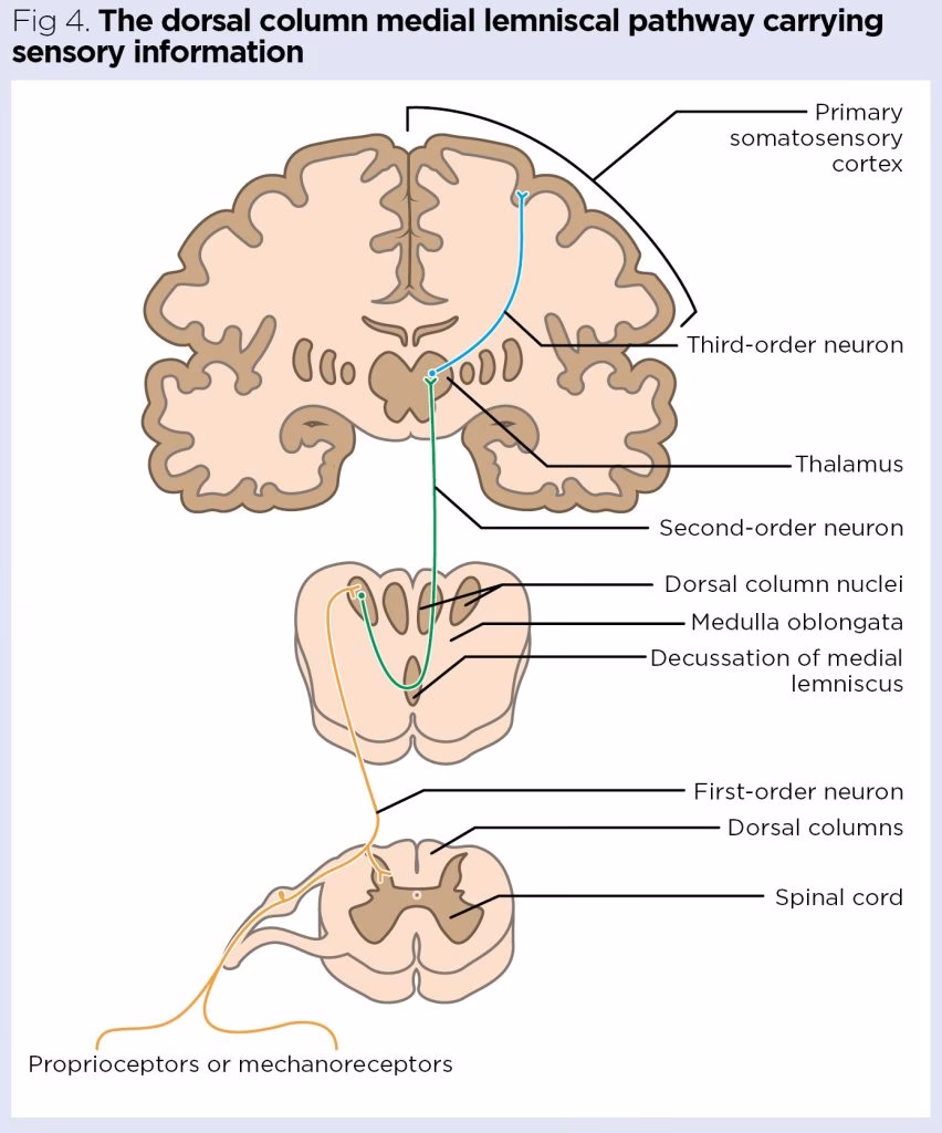 What is the neurobiology of touch?