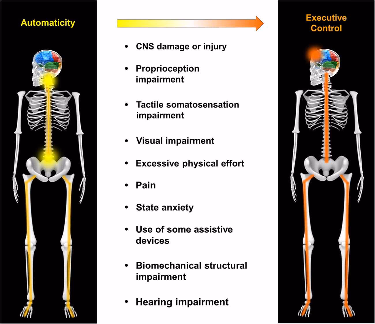 What is the neuroscience behind walking?