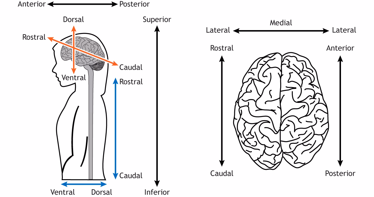 What is neuro medical terminology?