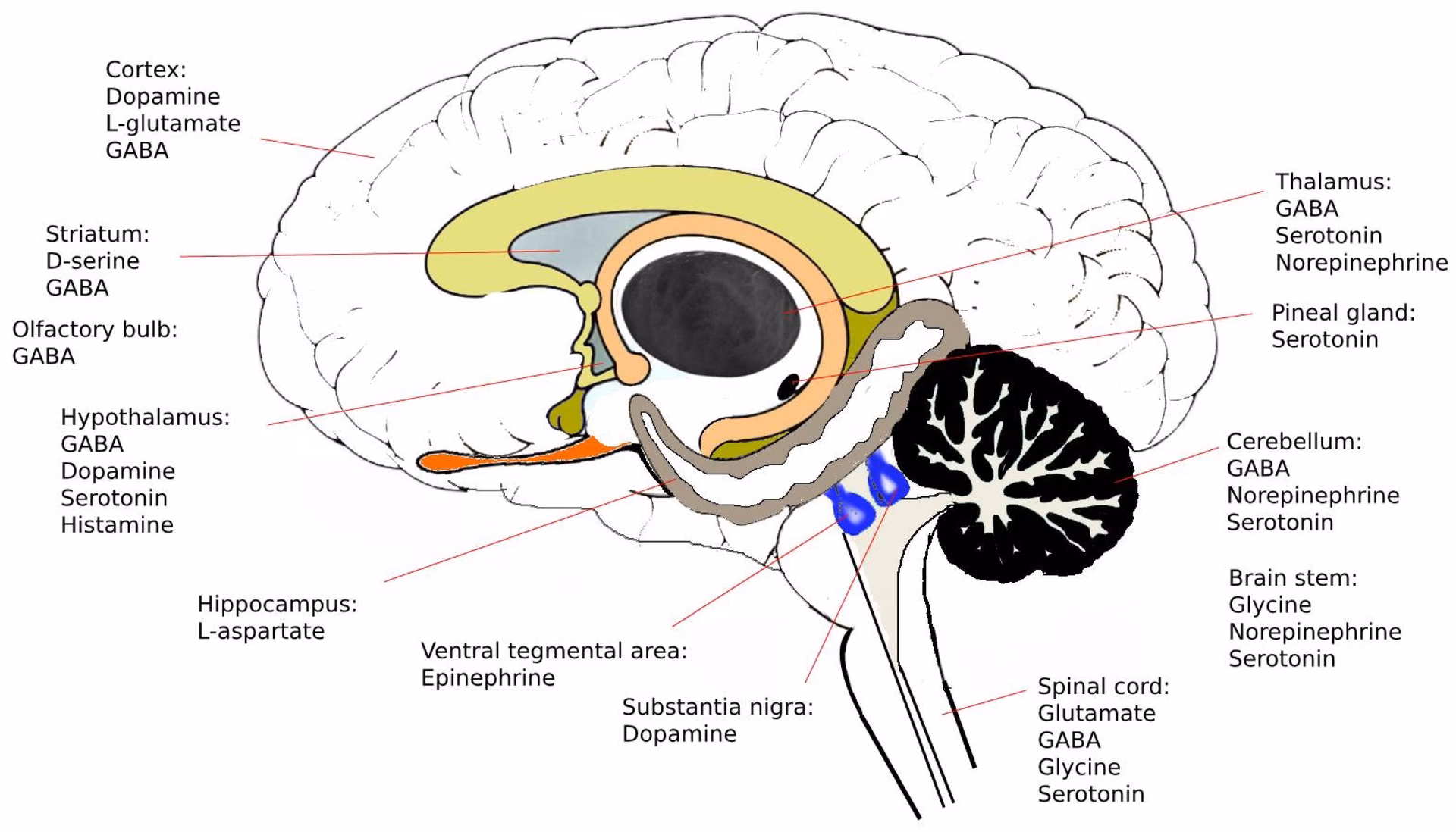 Is there a test to check neurotransmitter levels?
