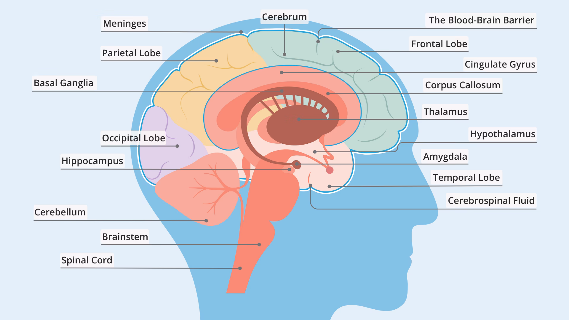 How do neuroscientists know what they know about the brain?