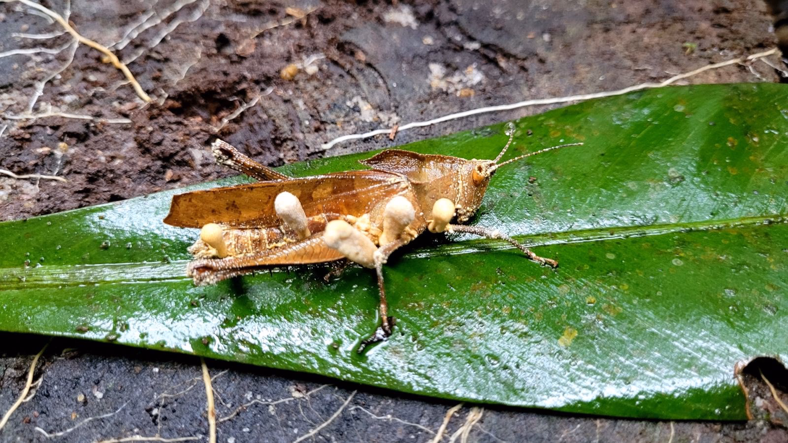 What do scientists claim is the most pressing threat to the health of the Amazon rainforest today?