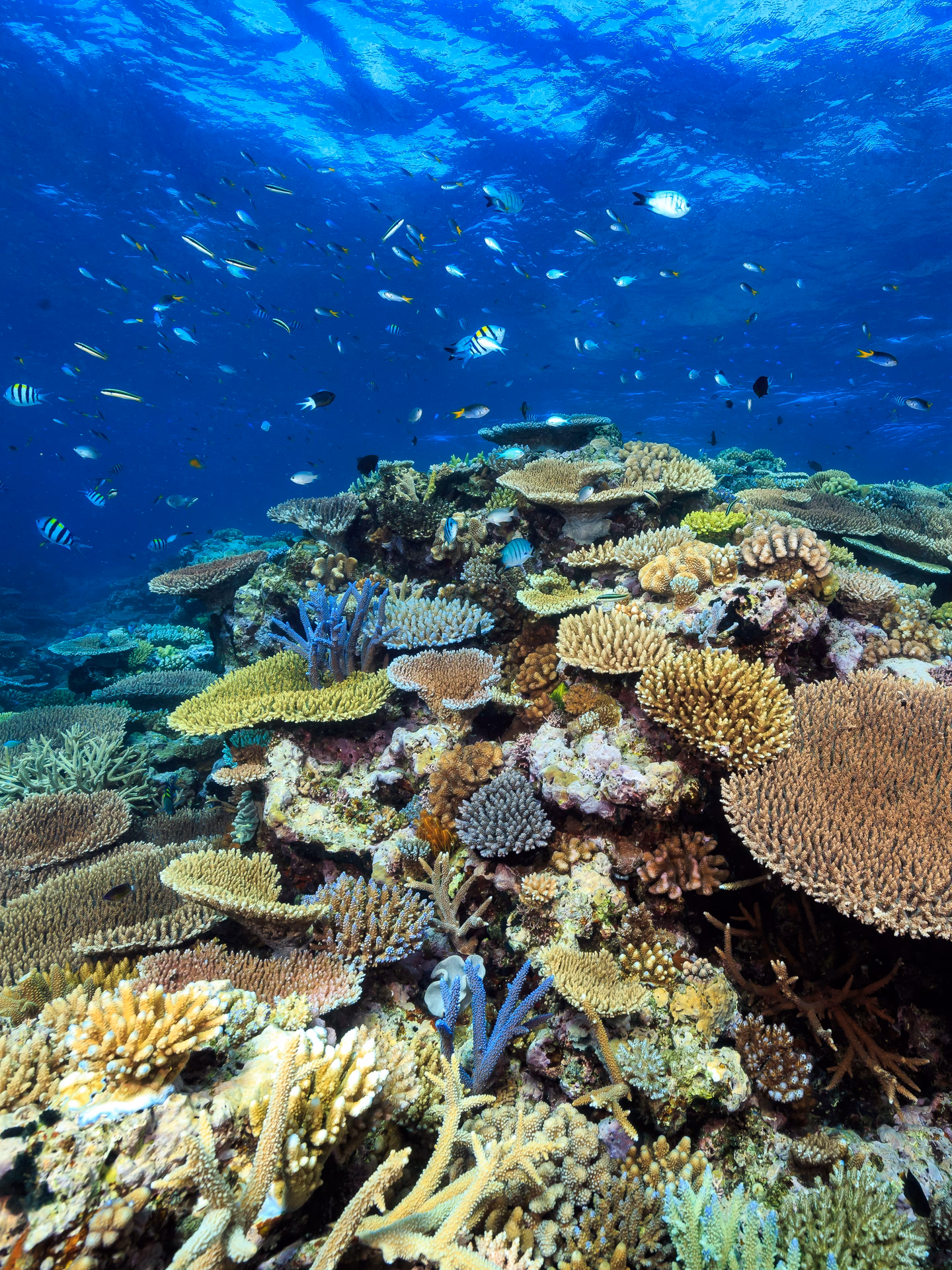 Can artificial intelligence save the Great Barrier Reef?
