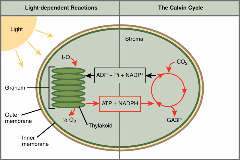 What can photosynthesis be compared to?