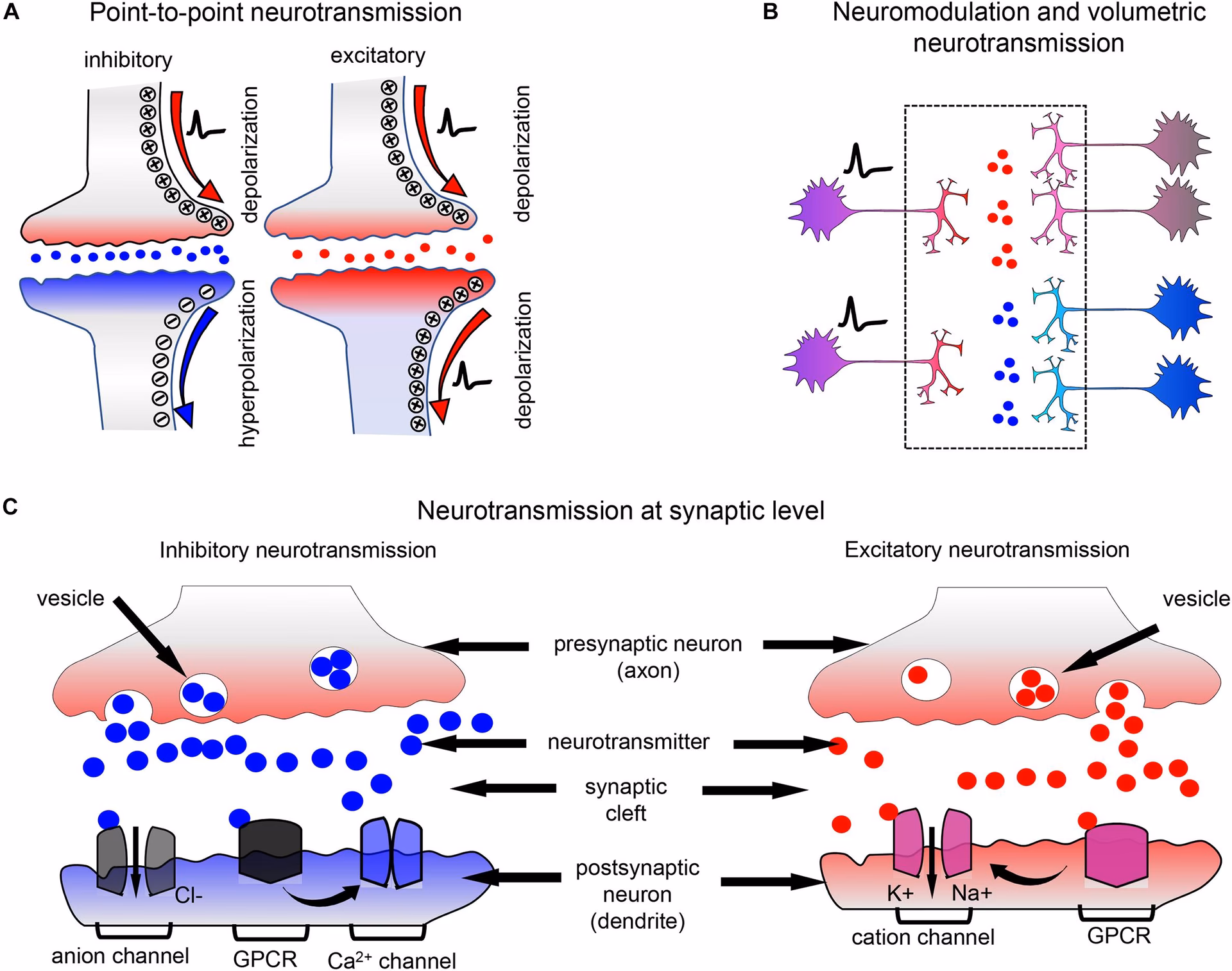 How do you test for neurotransmitter levels in the brain?