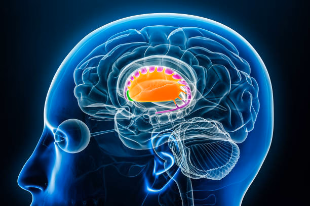 ¿Cómo se activa el núcleo accumbens en una mujer?