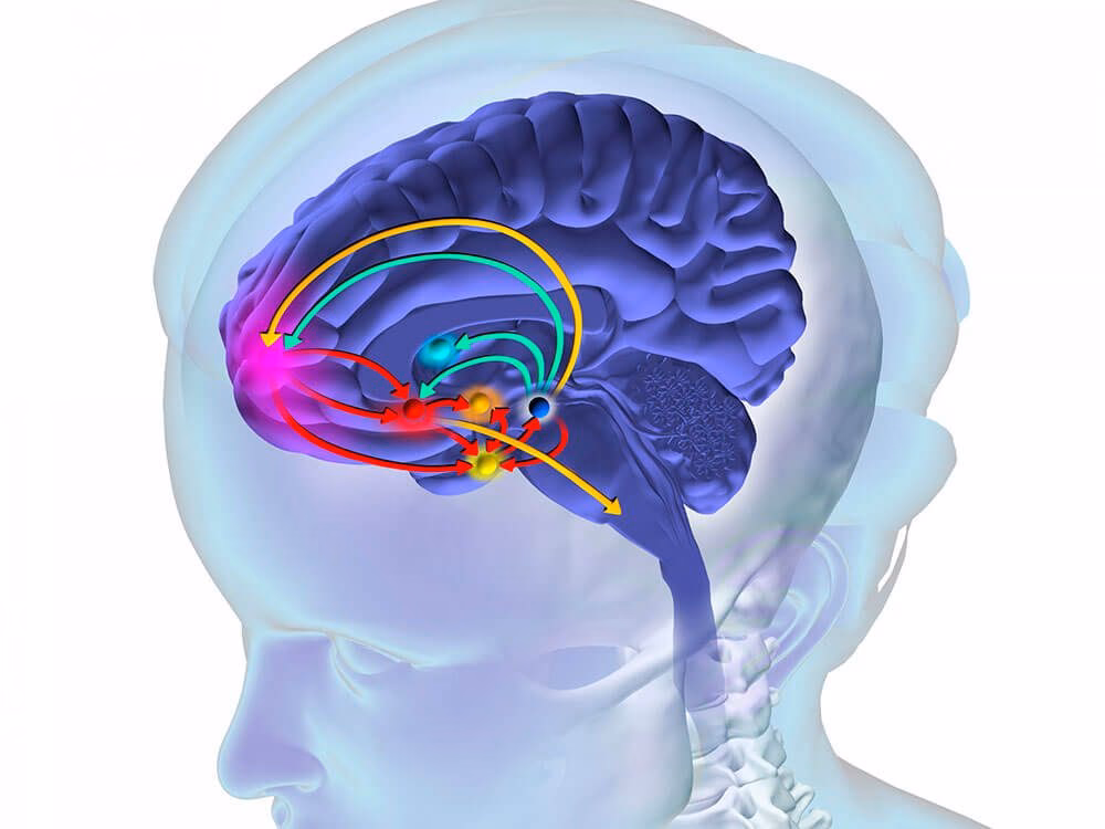 ¿Qué es el núcleo en el cerebro?