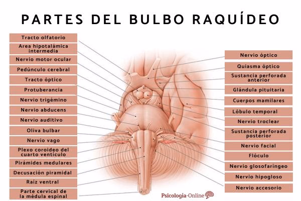 ¿Qué tipo de conexiones nerviosas tiene el bulbo raquídeo?