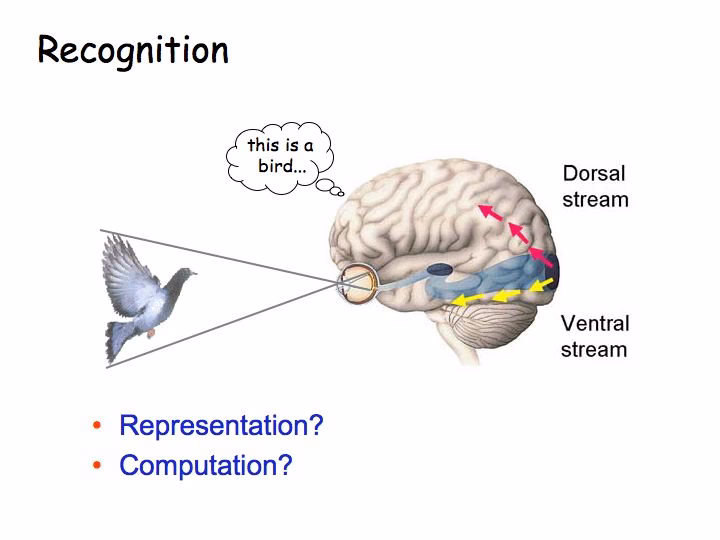 What is the object recognition theory?