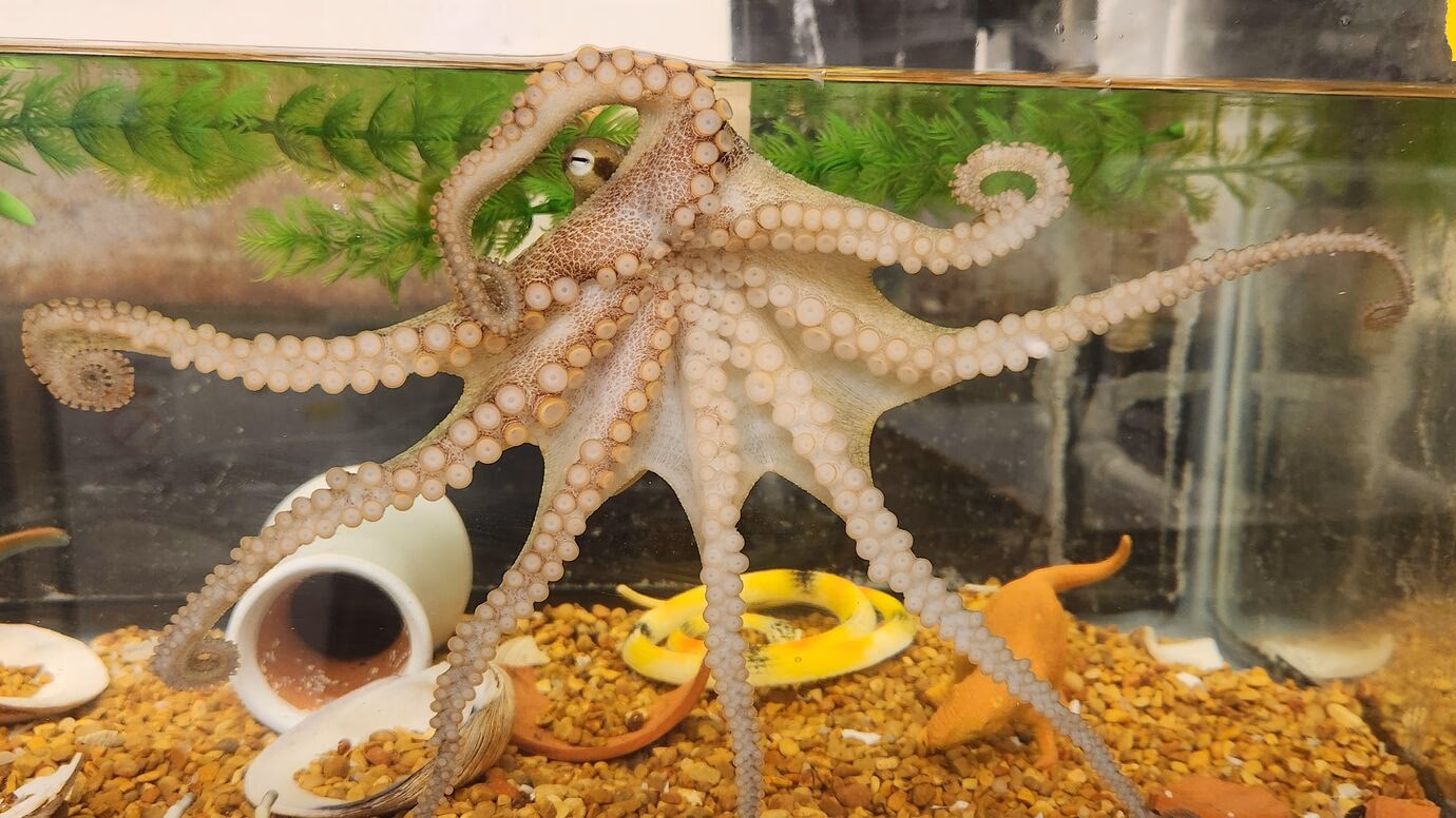 Can octopus regenerate neurons?