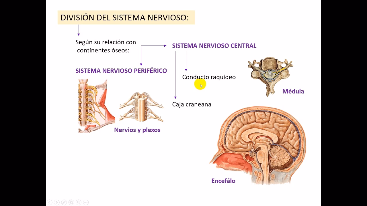 ¿Qué es la ontogenesis del sistema nervioso?
