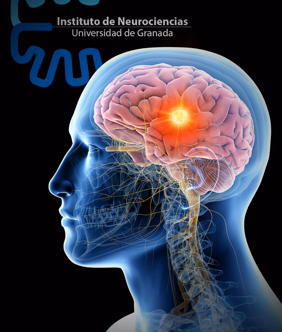 ¿Qué le hace el opio al cerebro?