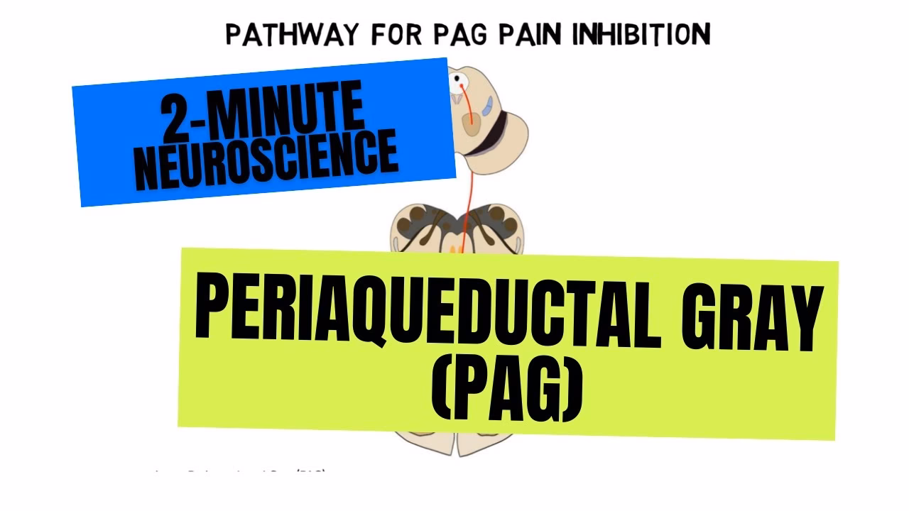 What does PAG stand for in medical terms?
