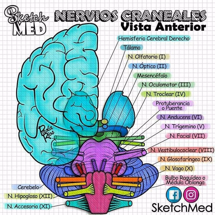 ¿A qué se refieren los neurólogos cuando hablan de los 12 pares de nervios craneales?