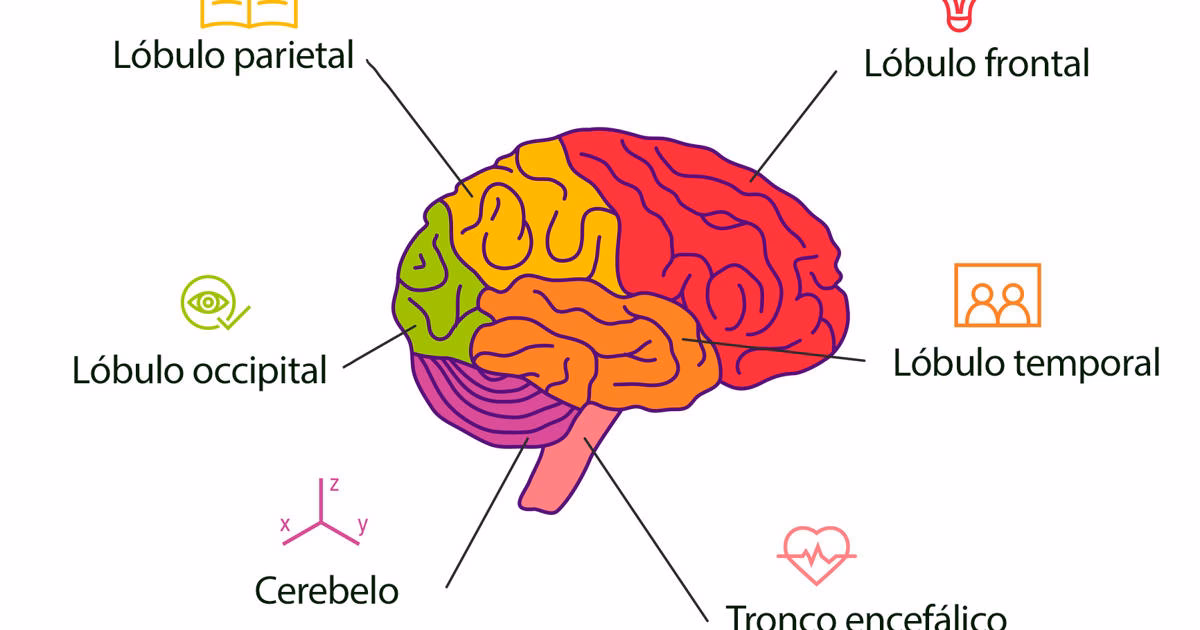 ¿Cuáles son las 4 partes del cerebro?