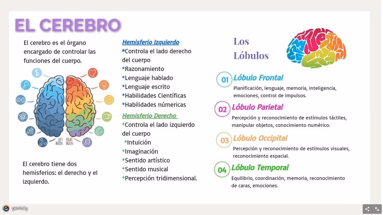 ¿Qué área del cerebro se encarga de la percepción?