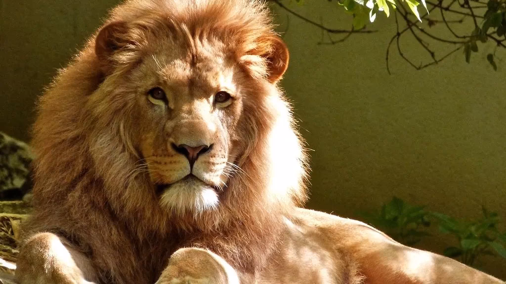 ¿Cuáles son los 4 cronotipos?