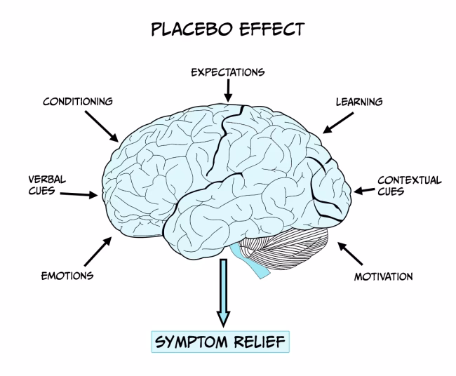 What is the placebo effect in neuroscience?