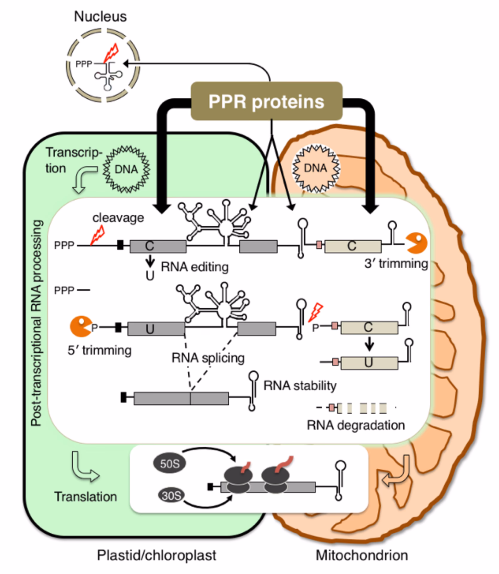 Will the paired-pulse ratio change after the induction of long-term plasticity?