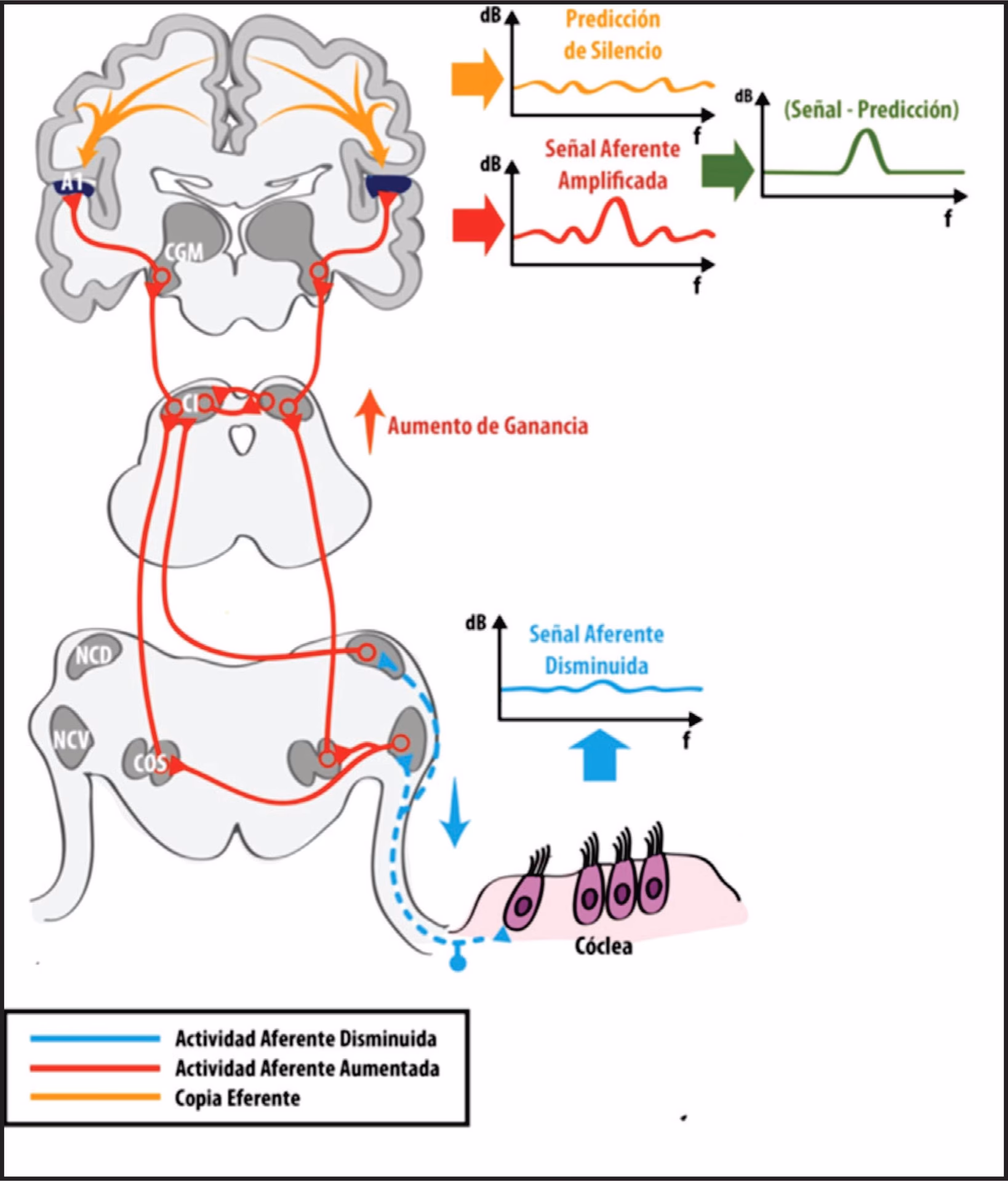 ¿Cómo funciona la audición en la neurociencia?