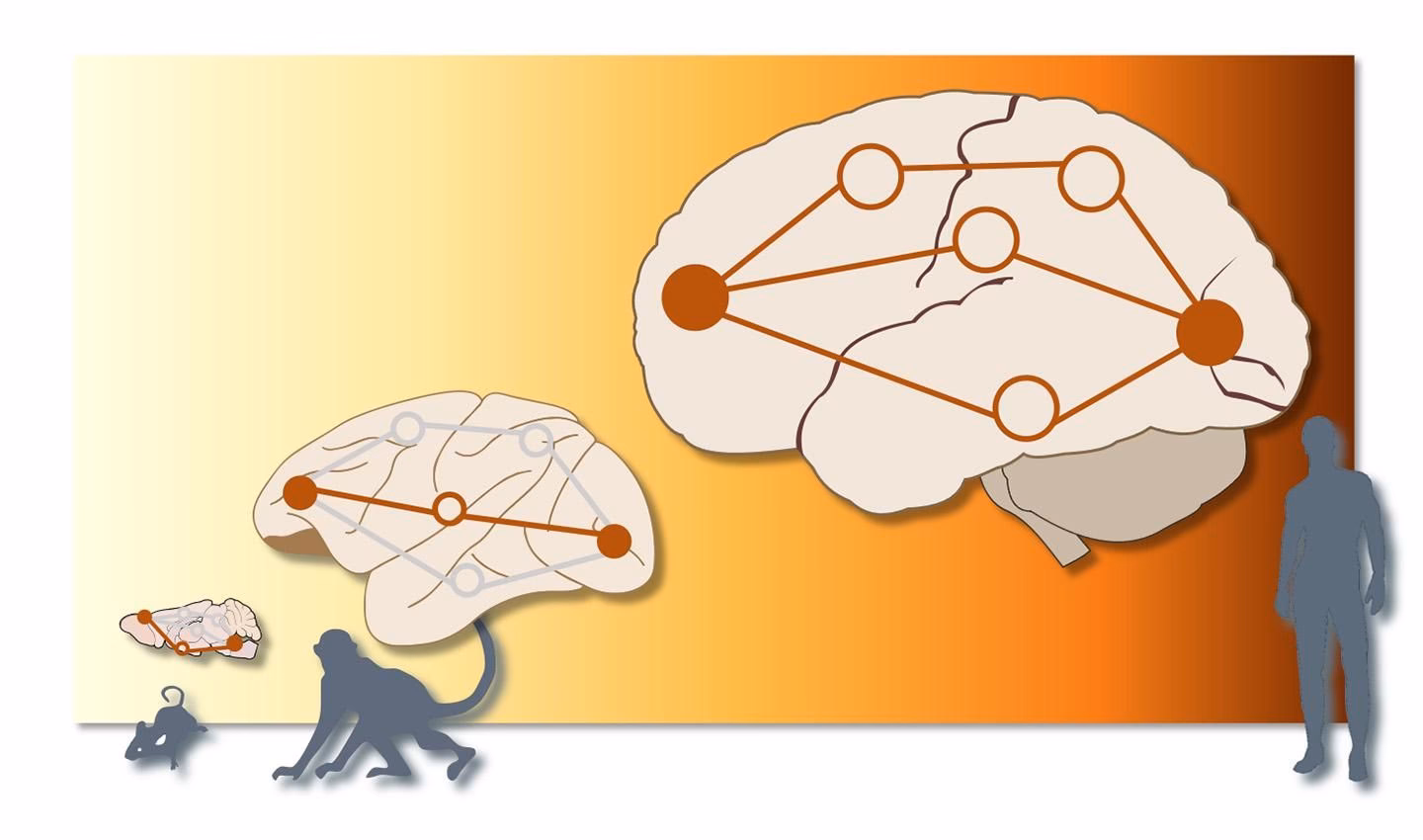 ¿Qué es la teoría del procesamiento de distribución en paralelo?