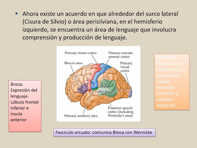 ¿Cuáles son las funciones mentales superiores en neurología?