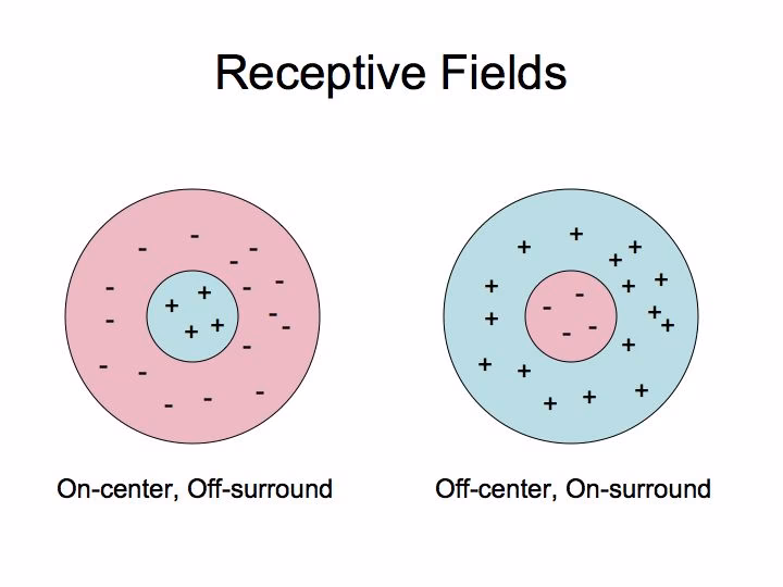 What is the receptive field of an afferent neuron?