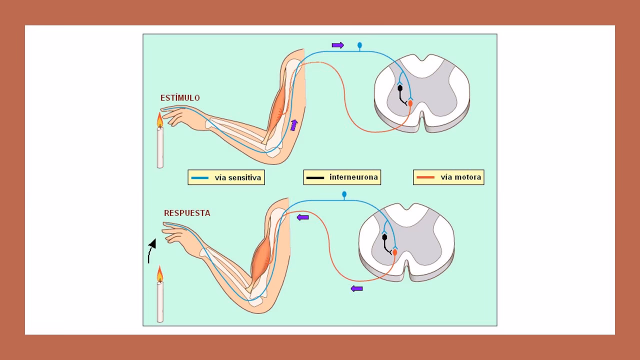 ¿Cuál es un ejemplo de reflejo de estiramiento estático?