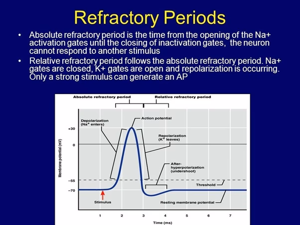 What is the refractory period in neural signaling?