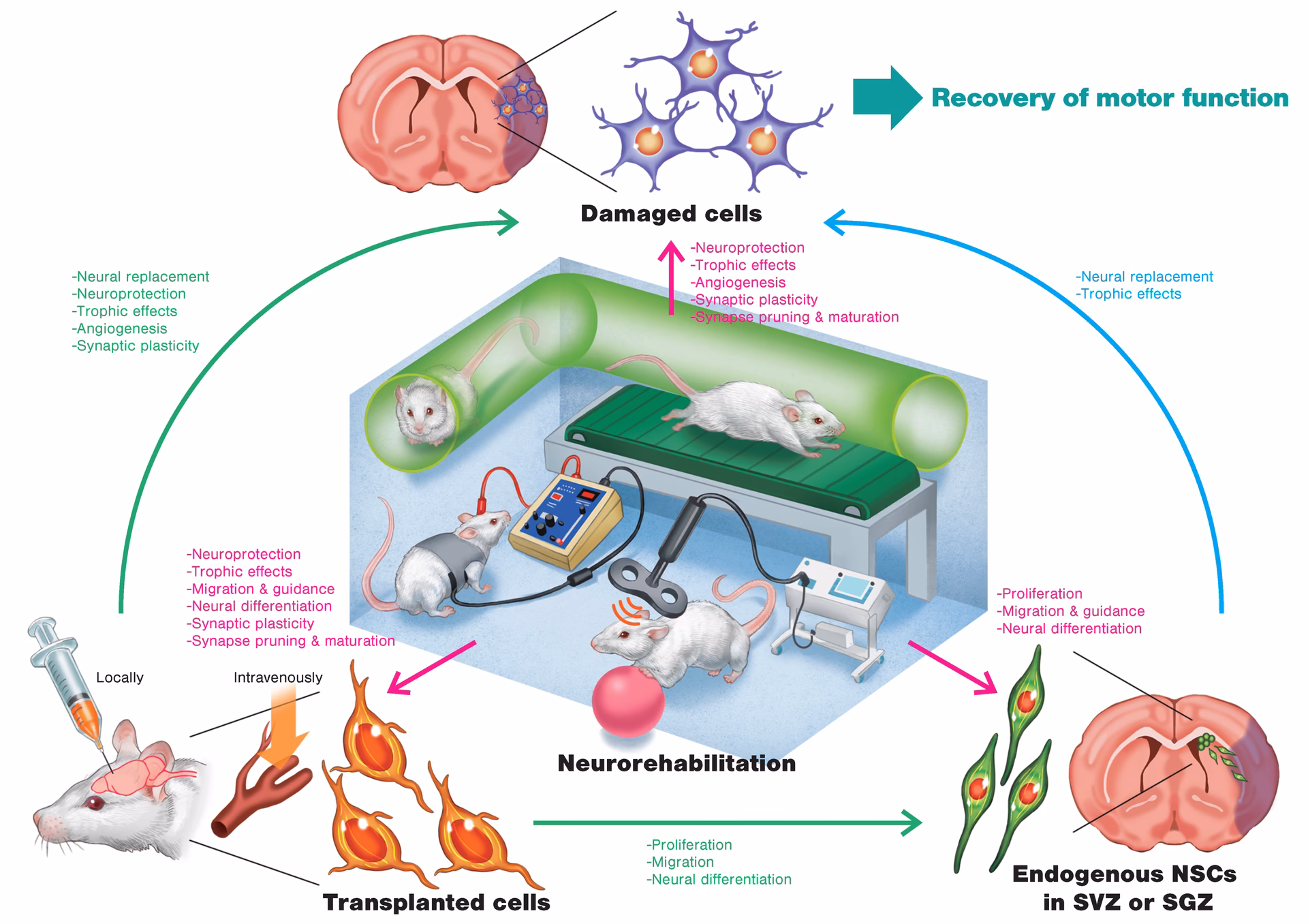 What are the 4 regenerative medicines?