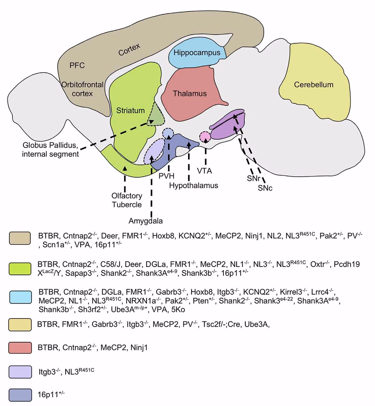 How do mice perform caregiving behaviors to revive unconscious companions?