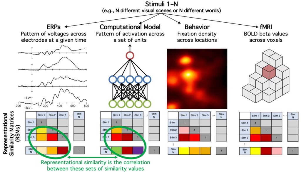 RSA en Neurociencia: Análisis de Similitud | iNeurociencias