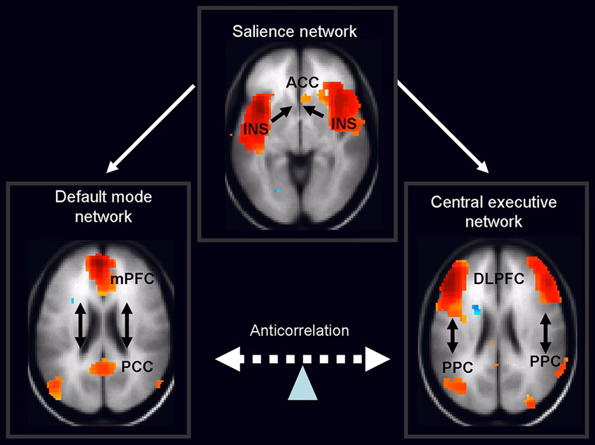 What is salience in the brain?