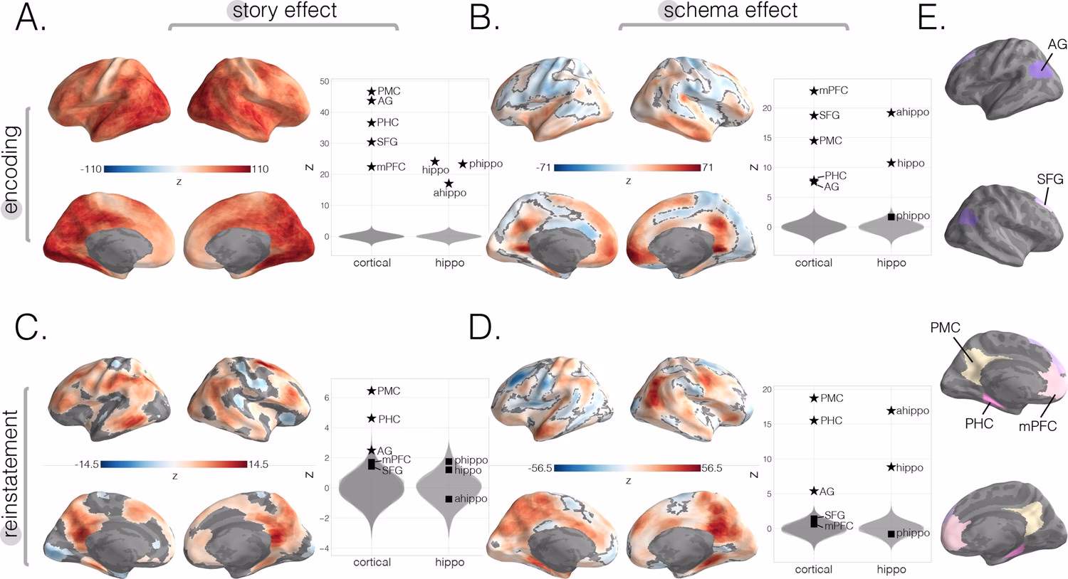 What is a schema in neuroscience?