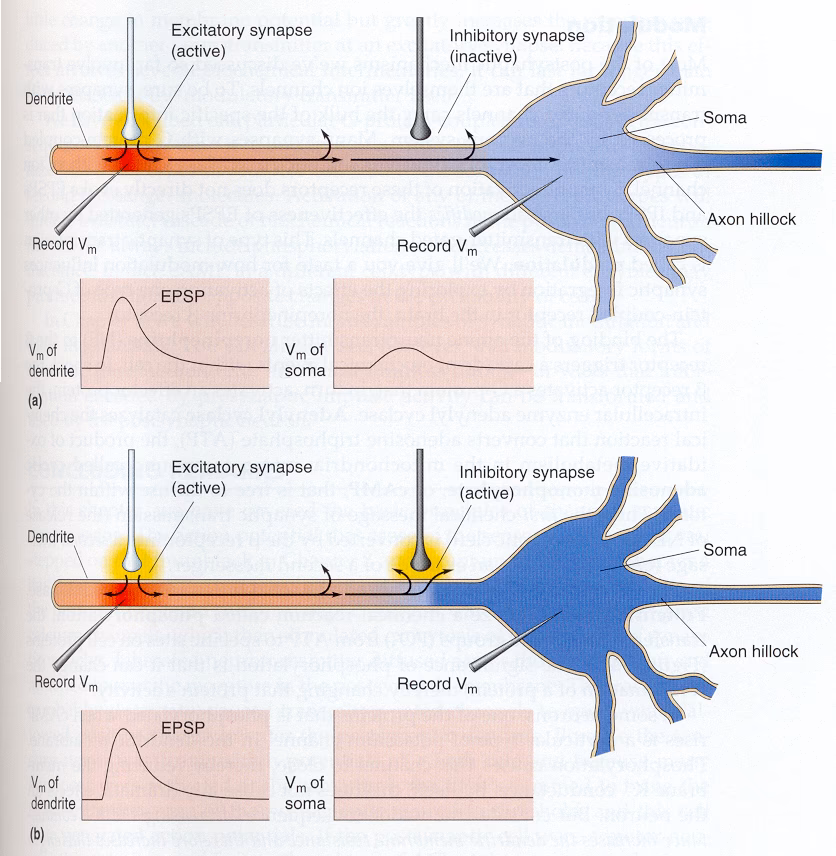 What is the difference between shunting and hyperpolarization inhibition?