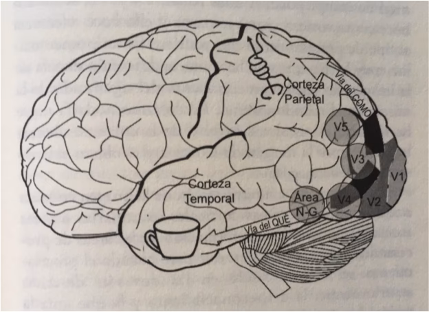 ¿Cuál es la causa de la sinestesia?