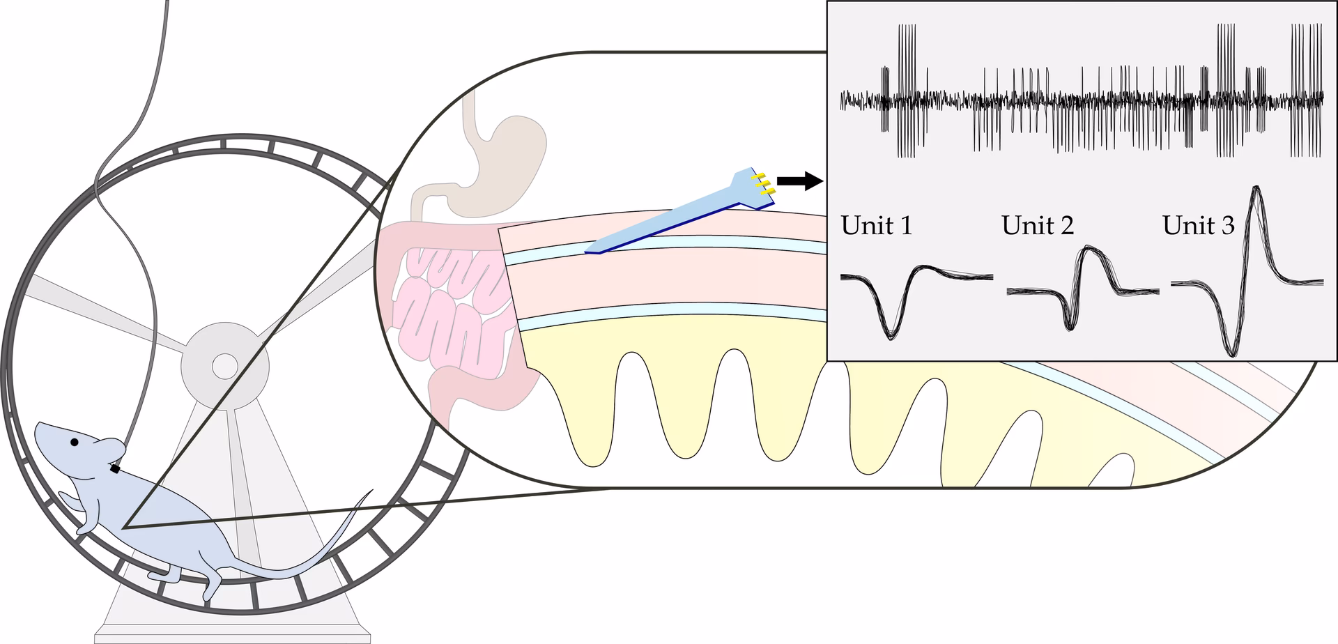 What is a single channel recording of neurons?