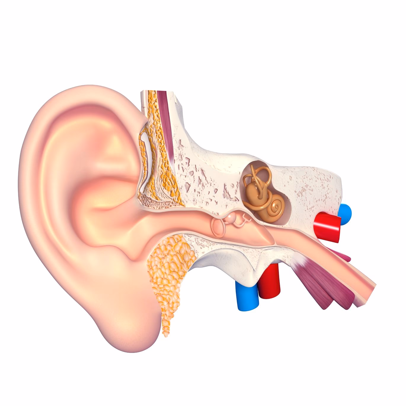 ¿Qué parte del cerebro afecta la audición?