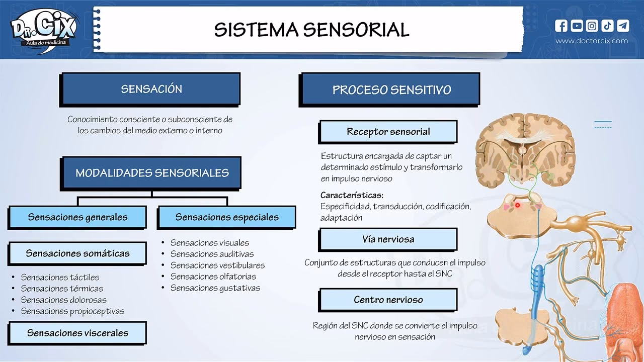 ¿Cuáles son los 5 sistemas sensoriales?