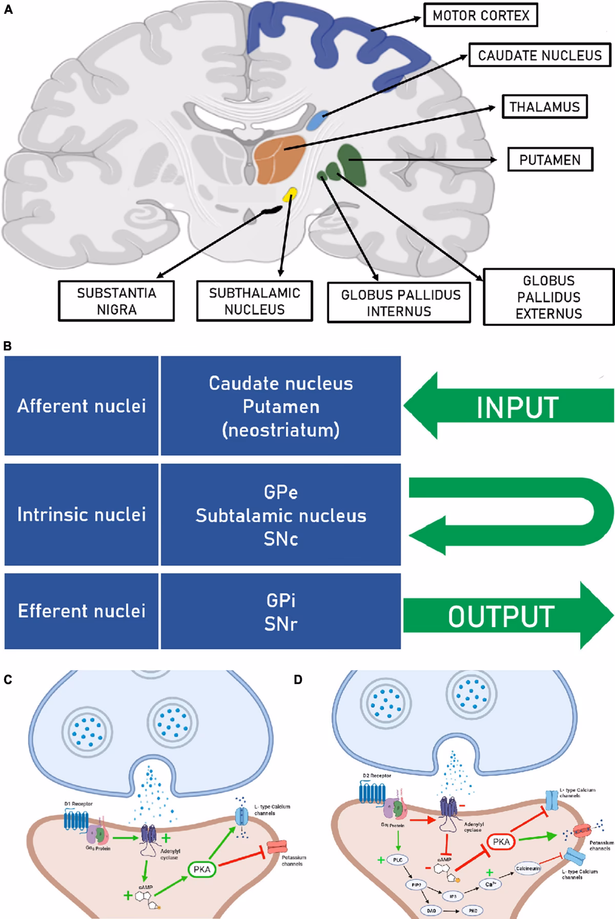 What is the function of Nigrostriatal dopamine?