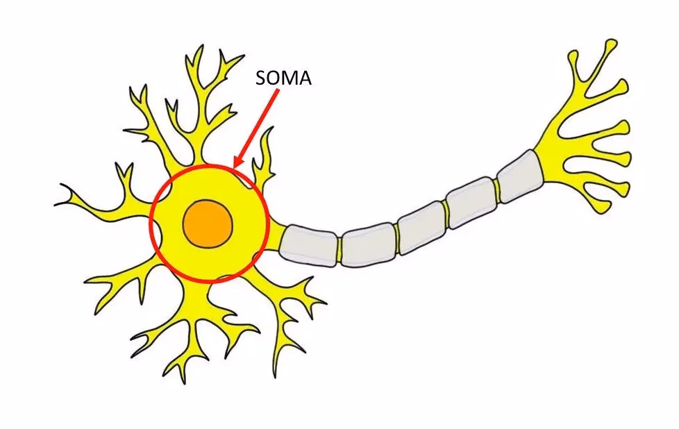 What is the difference between an axon and a soma?