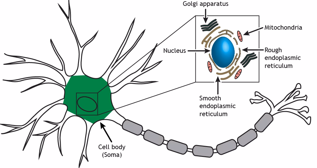 What is the soma in neuroscience?